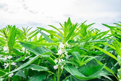 農村冷門致富新選擇 工業植物提取的隱藏寶藏