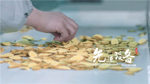 天芪生物科技賦能，子洲黃芪工業提取煥新傳承