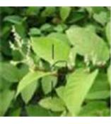 植物提取物公司 植物提取物企業(yè) 植物提取物供應(yīng)商 第4頁